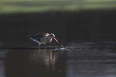 Kara kuyruklu Godwit (Limosa limoza melanuroides), uzun bacaklı, uzun gagalı bir kıyı kuşudur. Bu fotoğraf Japonya 'da çekildi..