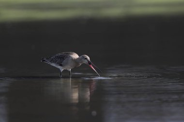 Kara kuyruklu Godwit (Limosa limoza melanuroides), uzun bacaklı, uzun gagalı bir kıyı kuşudur. Bu fotoğraf Japonya 'da çekildi..