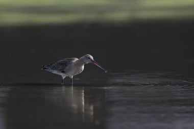 Kara kuyruklu Godwit (Limosa limoza melanuroides), uzun bacaklı, uzun gagalı bir kıyı kuşudur. Bu fotoğraf Japonya 'da çekildi..