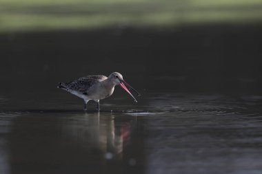 Kara kuyruklu Godwit (Limosa limoza melanuroides), uzun bacaklı, uzun gagalı bir kıyı kuşudur. Bu fotoğraf Japonya 'da çekildi..