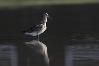 Kara kuyruklu Godwit (Limosa limoza melanuroides), uzun bacaklı, uzun gagalı bir kıyı kuşudur. Bu fotoğraf Japonya 'da çekildi..
