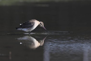 Kara kuyruklu Godwit (Limosa limoza melanuroides), uzun bacaklı, uzun gagalı bir kıyı kuşudur. Bu fotoğraf Japonya 'da çekildi..