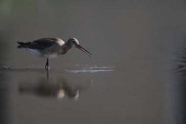 Kara kuyruklu Godwit (Limosa limoza melanuroides), uzun bacaklı, uzun gagalı bir kıyı kuşudur. Bu fotoğraf Japonya 'da çekildi..