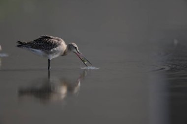 Kara kuyruklu Godwit (Limosa limoza melanuroides), uzun bacaklı, uzun gagalı bir kıyı kuşudur. Bu fotoğraf Japonya 'da çekildi..