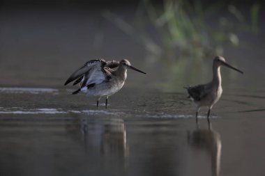 Kara kuyruklu Godwit (Limosa limoza melanuroides), uzun bacaklı, uzun gagalı bir kıyı kuşudur. Bu fotoğraf Japonya 'da çekildi..