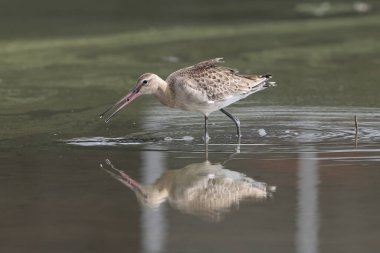 Kara kuyruklu Godwit (Limosa limoza melanuroides), uzun bacaklı, uzun gagalı bir kıyı kuşudur. Bu fotoğraf Japonya 'da çekildi..