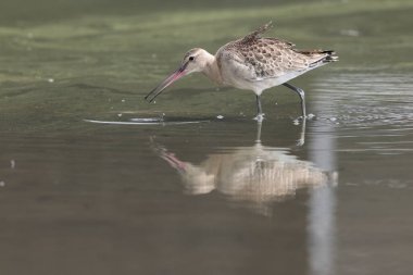 Kara kuyruklu Godwit (Limosa limoza melanuroides), uzun bacaklı, uzun gagalı bir kıyı kuşudur. Bu fotoğraf Japonya 'da çekildi..