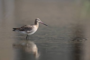 Kara kuyruklu Godwit (Limosa limoza melanuroides), uzun bacaklı, uzun gagalı bir kıyı kuşudur. Bu fotoğraf Japonya 'da çekildi..