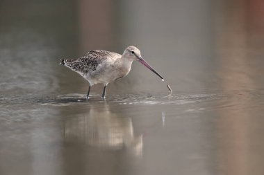 Kara kuyruklu Godwit (Limosa limoza melanuroides), uzun bacaklı, uzun gagalı bir kıyı kuşudur. Bu fotoğraf Japonya 'da çekildi..