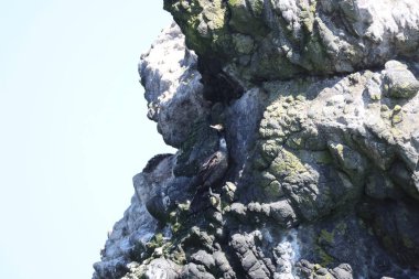 Kırmızı yüzlü karabatak (Urile urile), Phalacrocoracidae familyasından bir kuş türüdür. Bu fotoğraf Japonya, Hokkaido 'da çekildi..