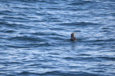 Pasifik dalgıcı (Gavia pacifica), dalgıçgiller (Cervidae) familyasından bir kuş türü. Bu fotoğraf Japonya, Hokkaido 'da çekildi..