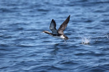 Pasifik dalgıcı (Gavia pacifica), dalgıçgiller (Cervidae) familyasından bir kuş türü. Bu fotoğraf Japonya, Hokkaido 'da çekildi..