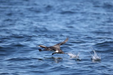 Pasifik dalgıcı (Gavia pacifica), dalgıçgiller (Cervidae) familyasından bir kuş türü. Bu fotoğraf Japonya, Hokkaido 'da çekildi..