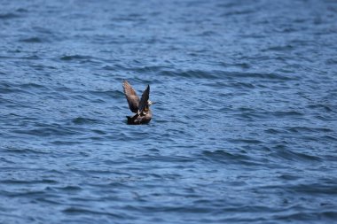 Japonya 'nın Hokkaido şehrinde gözlüklü Guillemot (Cepphus carbo)