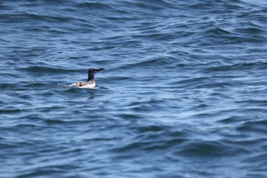 Yaygın murre (Uria aalge) büyük bir auk türüdür. Bu fotoğraf Japonya, Hokkaido 'da çekildi..