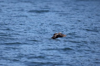 Japonya 'nın Hokkaido şehrinde gözlüklü Guillemot (Cepphus carbo)