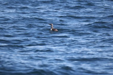 Yaygın murre (Uria aalge) büyük bir auk türüdür. Bu fotoğraf Japonya, Hokkaido 'da çekildi..
