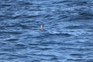 Yaygın murre (Uria aalge) büyük bir auk türüdür. Bu fotoğraf Japonya, Hokkaido 'da çekildi..