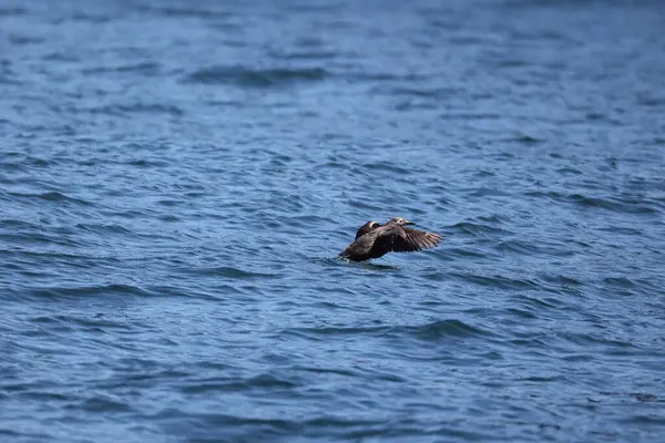 Japonya 'nın Hokkaido şehrinde gözlüklü Guillemot (Cepphus carbo)