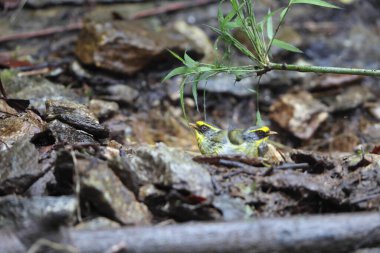 Siyah yüzlü ötleğen (