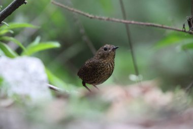 Pnoepyga pusilla ya da pigme wren-babbler, Pnoepyga burungiller familyasından bir kuş türüdür. Bu fotoğraf Kuzeybatı Hindistan 'da çekildi..