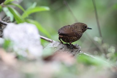 Pnoepyga pusilla ya da pigme wren-babbler, Pnoepyga burungiller familyasından bir kuş türüdür. Bu fotoğraf Kuzeybatı Hindistan 'da çekildi..