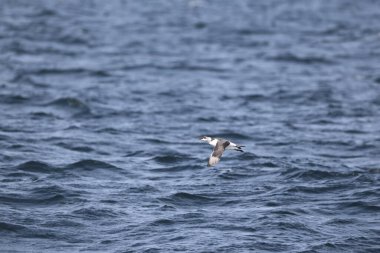 Yaygın murre (Uria aalge) büyük bir auk türüdür. Kuzey Atlantik ve Kuzey Pasifik 'teki düşük kutup ve boreal sularda meydana gelen bir çevresel kutup dağılımına sahiptir.. 