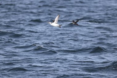 Yaygın murre (Uria aalge) büyük bir auk türüdür. Kuzey Atlantik ve Kuzey Pasifik 'teki düşük kutup ve boreal sularda meydana gelen bir çevresel kutup dağılımına sahiptir.. 