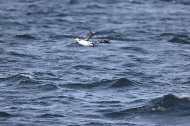 Yaygın murre (Uria aalge) büyük bir auk türüdür. Kuzey Atlantik ve Kuzey Pasifik 'teki düşük kutup ve boreal sularda meydana gelen bir çevresel kutup dağılımına sahiptir.. 