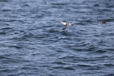 Yaygın murre (Uria aalge) büyük bir auk türüdür. Kuzey Atlantik ve Kuzey Pasifik 'teki düşük kutup ve boreal sularda meydana gelen bir çevresel kutup dağılımına sahiptir.. 