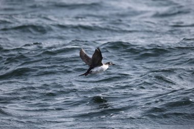 Gözlüklü gulyabani (