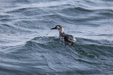 Gözlüklü gulyabani (