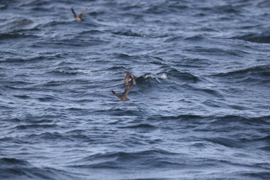 Aethia cristatella, Alcidae familyasından Kuzey Pasifik ve Bering Denizi boyunca yayılmış bir kuş türüdür. Bu fotoğraf Japonya, Hokkaido 'da çekildi..