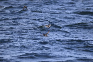 Aethia cristatella, Alcidae familyasından Kuzey Pasifik ve Bering Denizi boyunca yayılmış bir kuş türüdür. Bu fotoğraf Japonya, Hokkaido 'da çekildi..