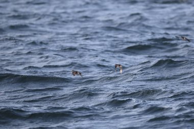 Aethia cristatella, Alcidae familyasından Kuzey Pasifik ve Bering Denizi boyunca yayılmış bir kuş türüdür. Bu fotoğraf Japonya, Hokkaido 'da çekildi..