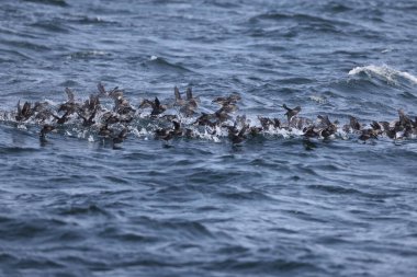 Aethia cristatella, Alcidae familyasından Kuzey Pasifik ve Bering Denizi boyunca yayılmış bir kuş türüdür. Bu fotoğraf Japonya, Hokkaido 'da çekildi..