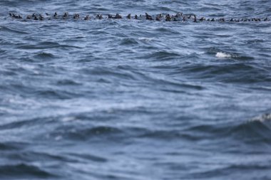 Aethia cristatella, Alcidae familyasından Kuzey Pasifik ve Bering Denizi boyunca yayılmış bir kuş türüdür. Bu fotoğraf Japonya, Hokkaido 'da çekildi..