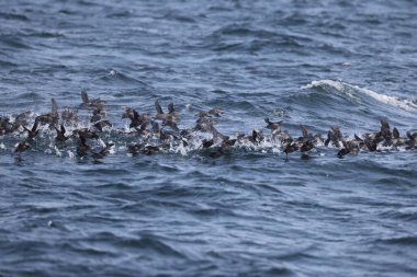 Aethia cristatella, Alcidae familyasından Kuzey Pasifik ve Bering Denizi boyunca yayılmış bir kuş türüdür. Bu fotoğraf Japonya, Hokkaido 'da çekildi..