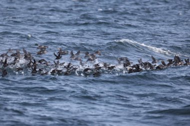Aethia cristatella, Alcidae familyasından Kuzey Pasifik ve Bering Denizi boyunca yayılmış bir kuş türüdür. Bu fotoğraf Japonya, Hokkaido 'da çekildi..