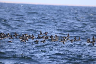 Aethia cristatella, Alcidae familyasından Kuzey Pasifik ve Bering Denizi boyunca yayılmış bir kuş türüdür. Bu fotoğraf Japonya, Hokkaido 'da çekildi..
