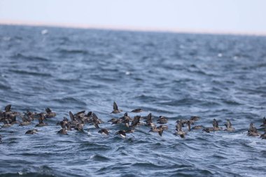 Aethia cristatella, Alcidae familyasından Kuzey Pasifik ve Bering Denizi boyunca yayılmış bir kuş türüdür. Bu fotoğraf Japonya, Hokkaido 'da çekildi..