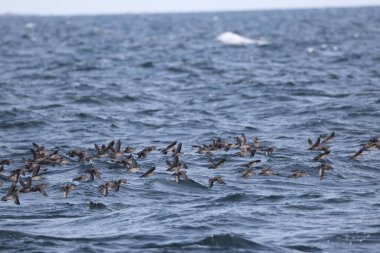 Aethia cristatella, Alcidae familyasından Kuzey Pasifik ve Bering Denizi boyunca yayılmış bir kuş türüdür. Bu fotoğraf Japonya, Hokkaido 'da çekildi..