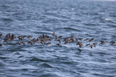 Aethia cristatella, Alcidae familyasından Kuzey Pasifik ve Bering Denizi boyunca yayılmış bir kuş türüdür. Bu fotoğraf Japonya, Hokkaido 'da çekildi..