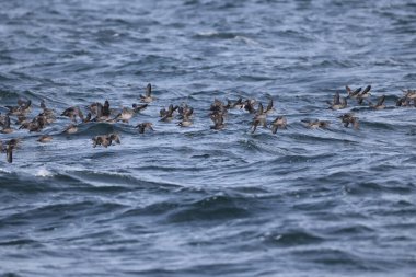 Aethia cristatella, Alcidae familyasından Kuzey Pasifik ve Bering Denizi boyunca yayılmış bir kuş türüdür. Bu fotoğraf Japonya, Hokkaido 'da çekildi..