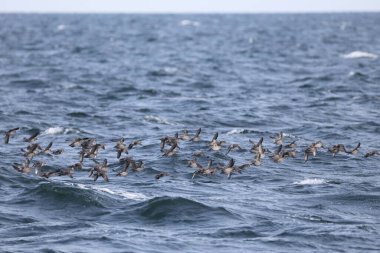 Aethia cristatella, Alcidae familyasından Kuzey Pasifik ve Bering Denizi boyunca yayılmış bir kuş türüdür. Bu fotoğraf Japonya, Hokkaido 'da çekildi..