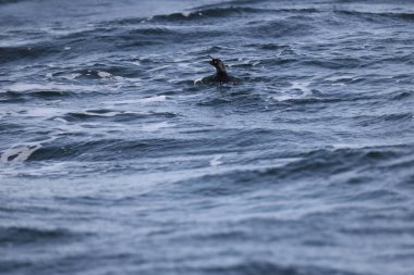 Aethia cristatella, Alcidae familyasından Kuzey Pasifik ve Bering Denizi boyunca yayılmış bir kuş türüdür. Bu fotoğraf Japonya, Hokkaido 'da çekildi..