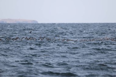 Aethia cristatella, Alcidae familyasından Kuzey Pasifik ve Bering Denizi boyunca yayılmış bir kuş türüdür. Bu fotoğraf Japonya, Hokkaido 'da çekildi..