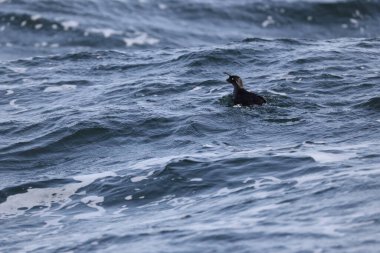 Aethia cristatella, Alcidae familyasından Kuzey Pasifik ve Bering Denizi boyunca yayılmış bir kuş türüdür. Bu fotoğraf Japonya, Hokkaido 'da çekildi..