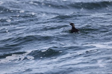 Aethia cristatella, Alcidae familyasından Kuzey Pasifik ve Bering Denizi boyunca yayılmış bir kuş türüdür. Bu fotoğraf Japonya, Hokkaido 'da çekildi..