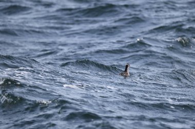 Aethia cristatella, Alcidae familyasından Kuzey Pasifik ve Bering Denizi boyunca yayılmış bir kuş türüdür. Bu fotoğraf Japonya, Hokkaido 'da çekildi..
